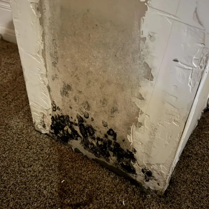 Professional Mold Removal in Sturtevant, WI